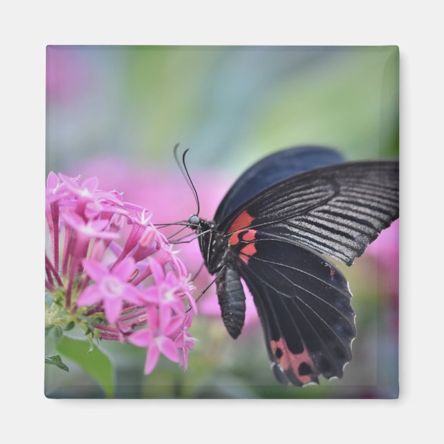 Schmetterling auf Blume Magnet (Vorne)