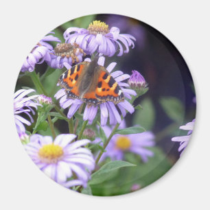 Schmetterling auf Blume Magnet