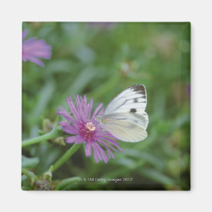 Schmetterling auf Blume Magnet