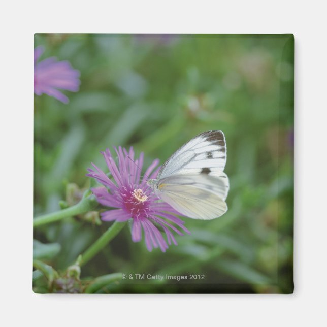 Schmetterling auf Blume Magnet (Vorne)