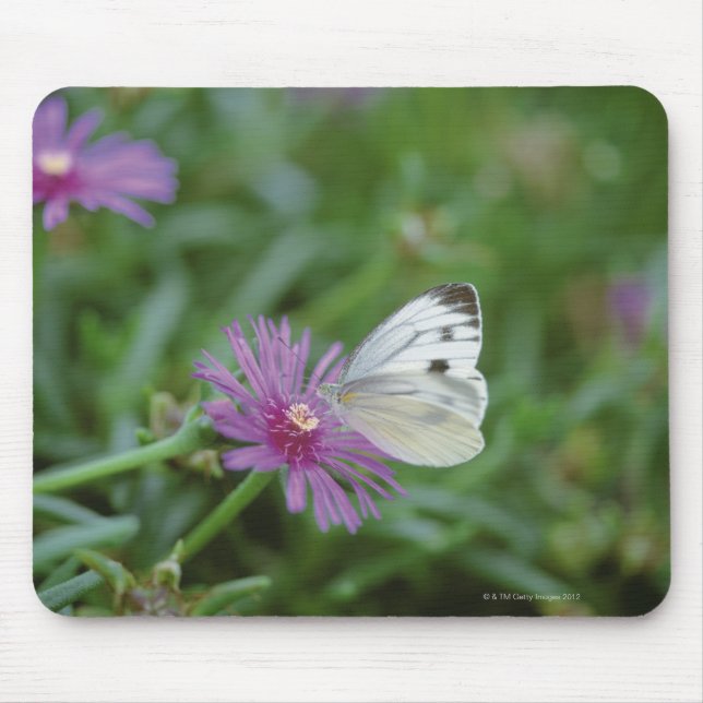 Schmetterling auf Blume Mousepad (Vorne)