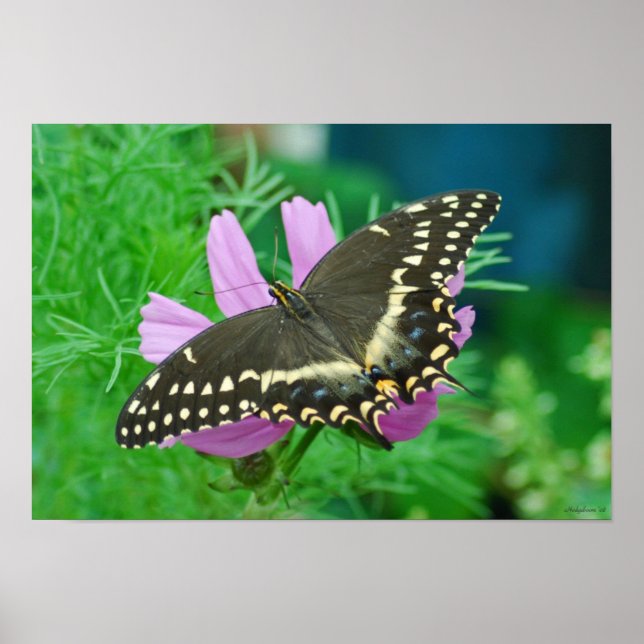 Schmetterling auf Blume Poster (Vorne)