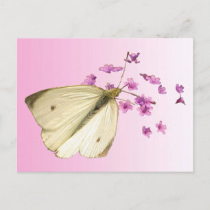 Schmetterling auf Blume Postkarte