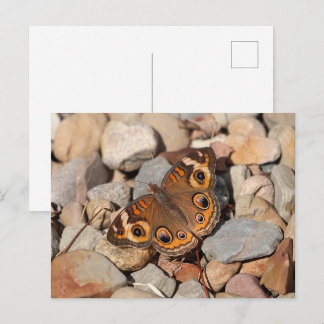 Schmetterling auf dem Fluss Rock Blank Postkarte (Vorne/Hinten)