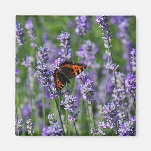 Schmetterling auf dem Lavendel-Kühlschrankmagnet Magnet