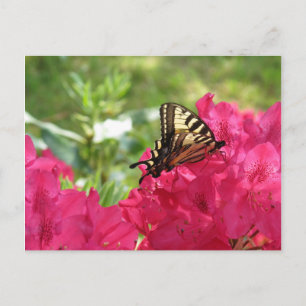 Schmetterling auf der Azalea Natur Florale Postkar Postkarte
