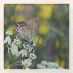 Schmetterling auf der Blume Glasuntersetzer