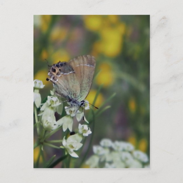 Schmetterling auf der Blume Postkarte (Vorderseite)