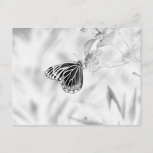 Schmetterling auf der Blume - Schwarz und Weiß Postkarte