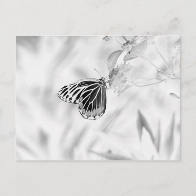 Schmetterling auf der Blume - Schwarz und Weiß Postkarte (Vorderseite)