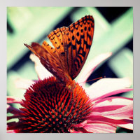 Schmetterling auf der Echinacea-Blume Nah