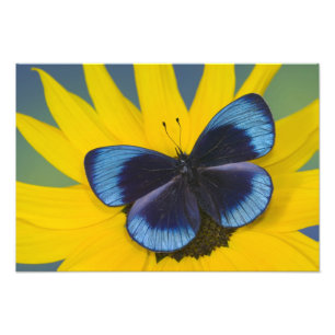 Schmetterling auf der gelben Blume Fotodruck