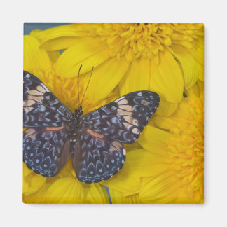 Schmetterling auf der gelben Blume Magnet