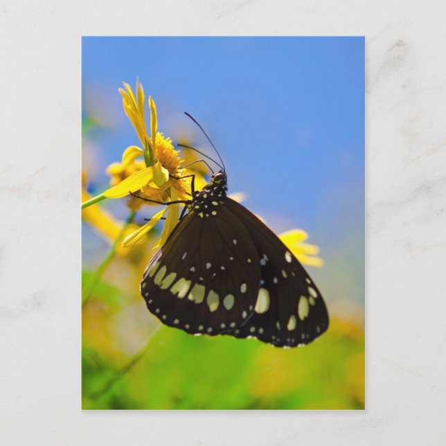 Schmetterling auf der Gelben Blume Postkarte (Vorderseite)