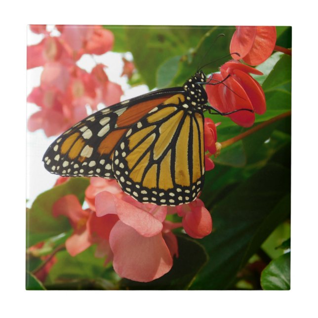 Schmetterling auf der Keramik Rote Blume Fliese (Vorderseite)
