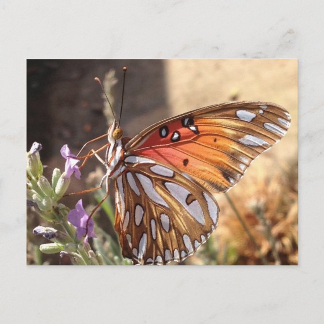 Schmetterling auf der Lavendel Postkarte (Vorderseite)