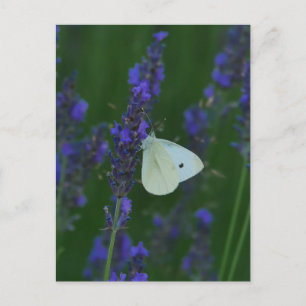 Schmetterling auf der Lavendel-Postkarte Feiertagspostkarte