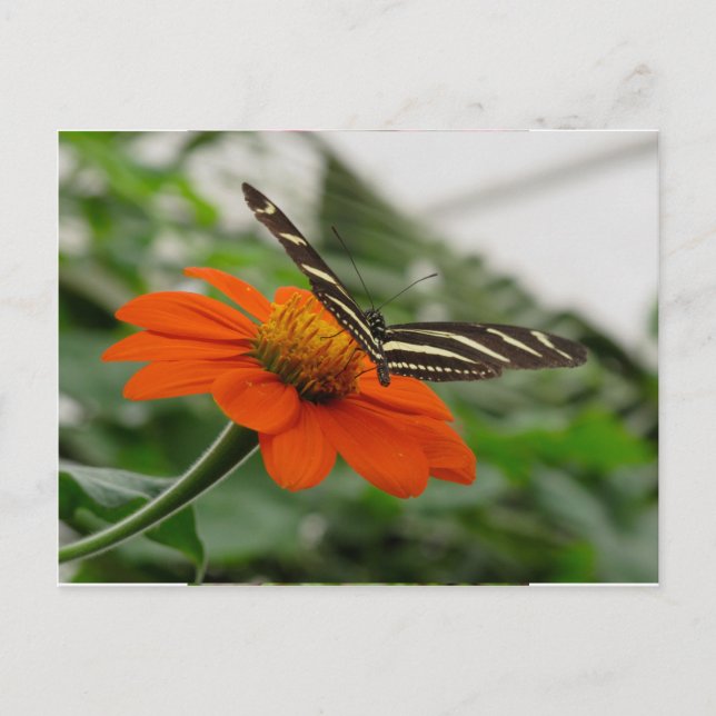 Schmetterling auf der Orange-Blume Postkarte (Vorderseite)