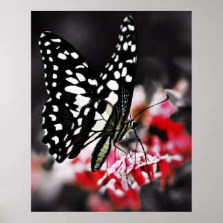 Schmetterling auf der roten Blume Poster