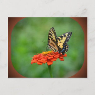 Schmetterling auf der Zinnia Postkarte