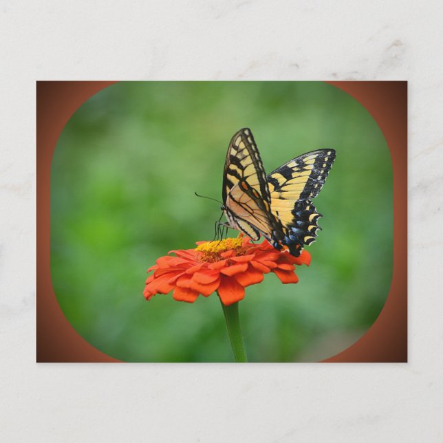 Schmetterling auf der Zinnia Postkarte (Vorderseite)