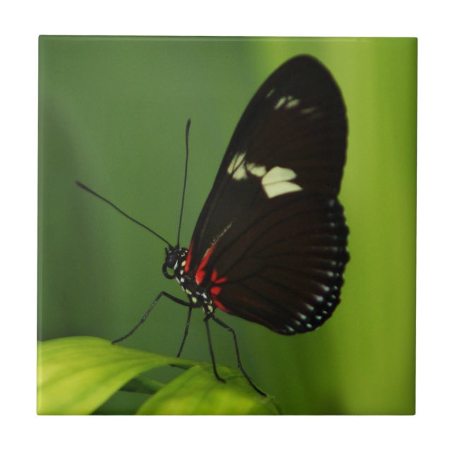 Schmetterling auf einem grünen Leaf mit schwarzen  Fliese (Vorderseite)
