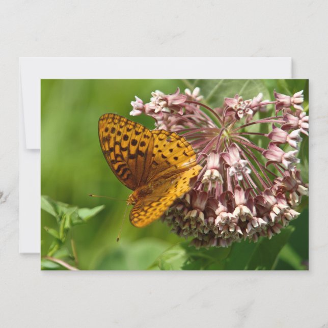 Schmetterling auf einem Milchweh - flache Grußkart Karte (Vorderseite)