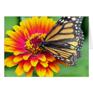 Schmetterling auf einer Blume