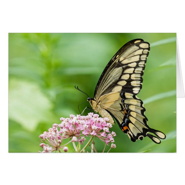Schmetterling auf einer Blume (Vorderseite (Horizontal))