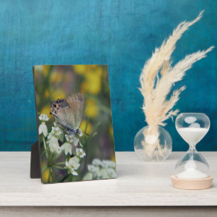 Schmetterling auf einer Blume Fotoplatte