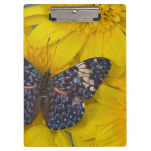 Schmetterling auf einer gelben Blume Klemmbrett