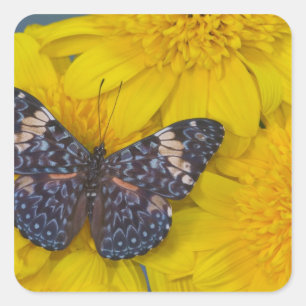 Schmetterling auf einer gelben Blume Quadratischer Aufkleber