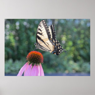 Schmetterling auf einer Lila Blume Poster