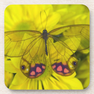Schmetterling auf Gelb Untersetzer