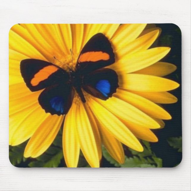 Schmetterling auf gelbem Gänseblümchen Mousepad (Vorne)