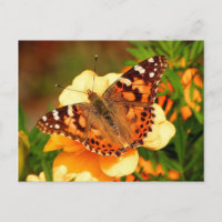 Schmetterling auf Gelben Blumen Postkarte
