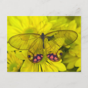 Schmetterling auf gelben Blumen Postkarte