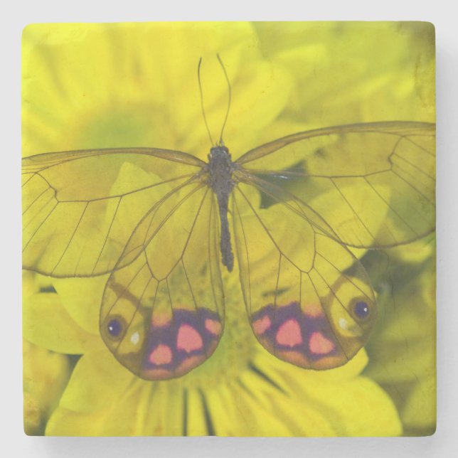Schmetterling auf gelben Blumen Steinuntersetzer (Vorderseite)