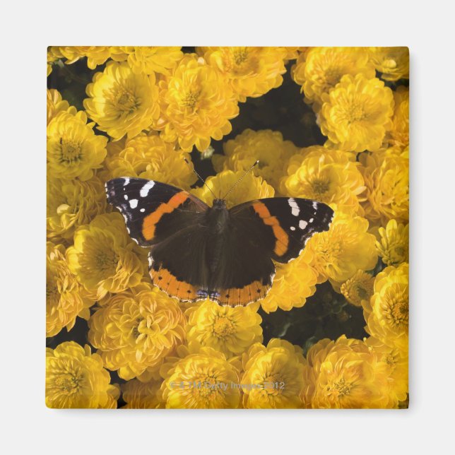 Schmetterling auf gelben Sternen Magnet (Vorne)