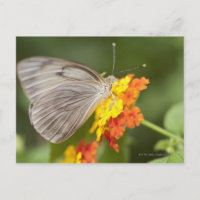 Schmetterling auf gelben und roten Blume