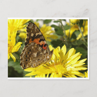 Schmetterling auf gelber Blume. Postkarte