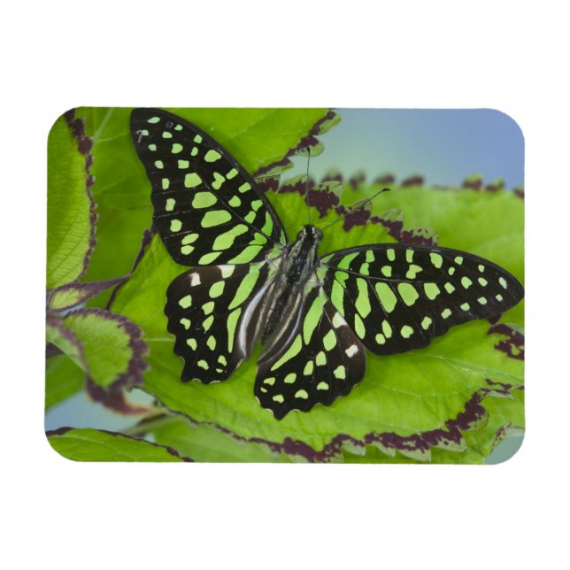 Schmetterling auf Grün Magnet (Horizontal)