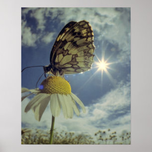 Schmetterling auf Kamillen-Blume mit Sonne, Poster