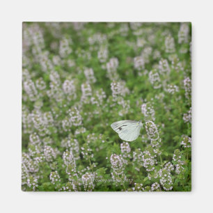 Schmetterling auf Kriechthieb Magnet