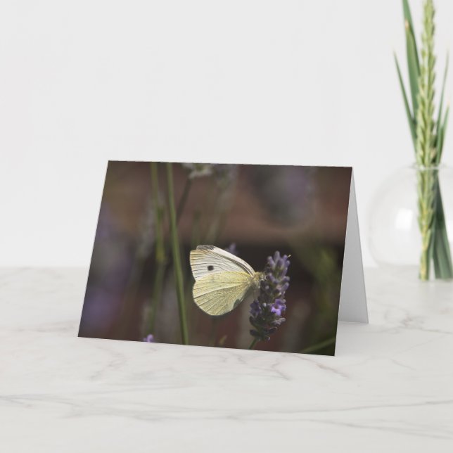 Schmetterling auf Lavendel Karte (Vorderseite)