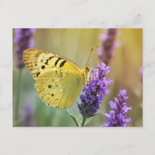 Schmetterling auf Lavendel Postkarte