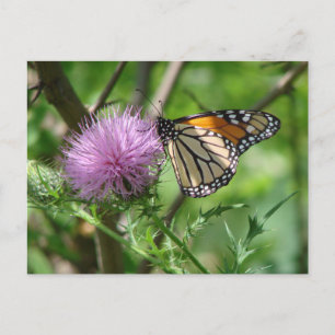 Schmetterling auf lila Distel Naturfotografie Postkarte