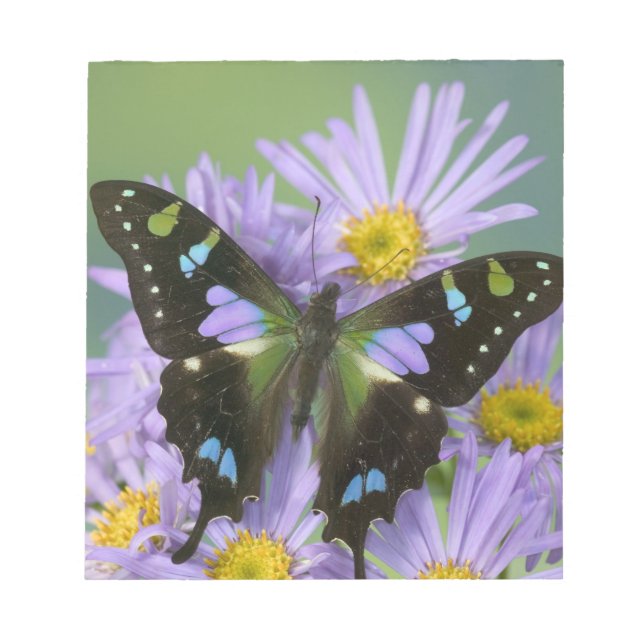 Schmetterling auf Lila Notizblock (Vorderseite)