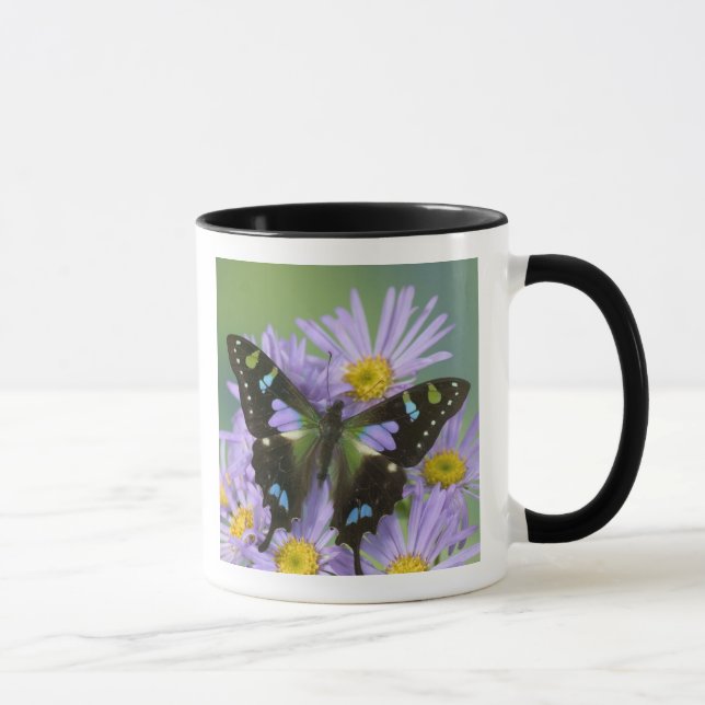 Schmetterling auf Lila Tasse (Rechts)