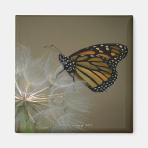 Schmetterling auf Löwenzahn Magnet